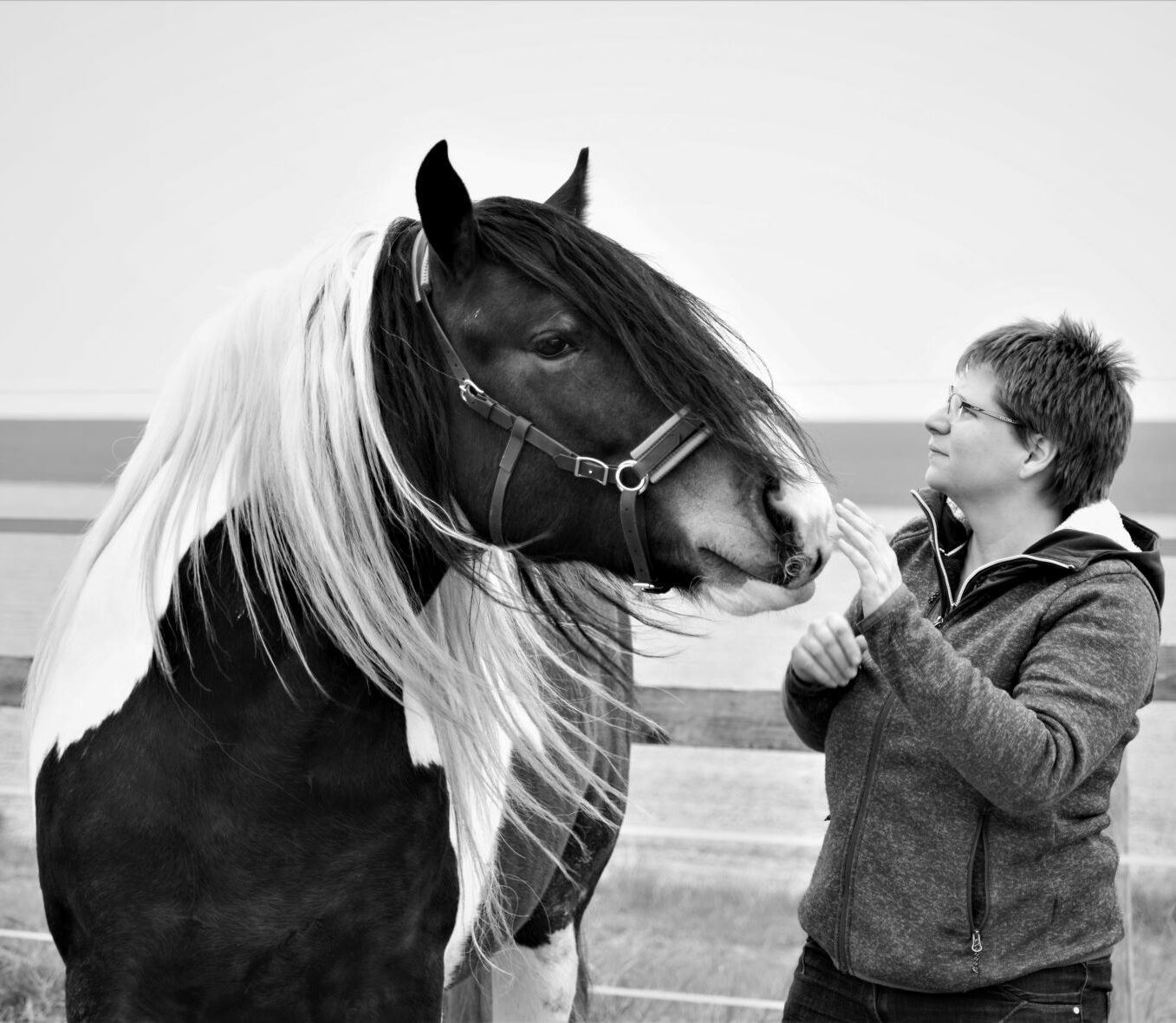 Un cheval Irish Cob touche du nez la main d'une femme qui le regarde