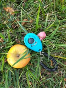 une pomme et un clicker dans l'herbe