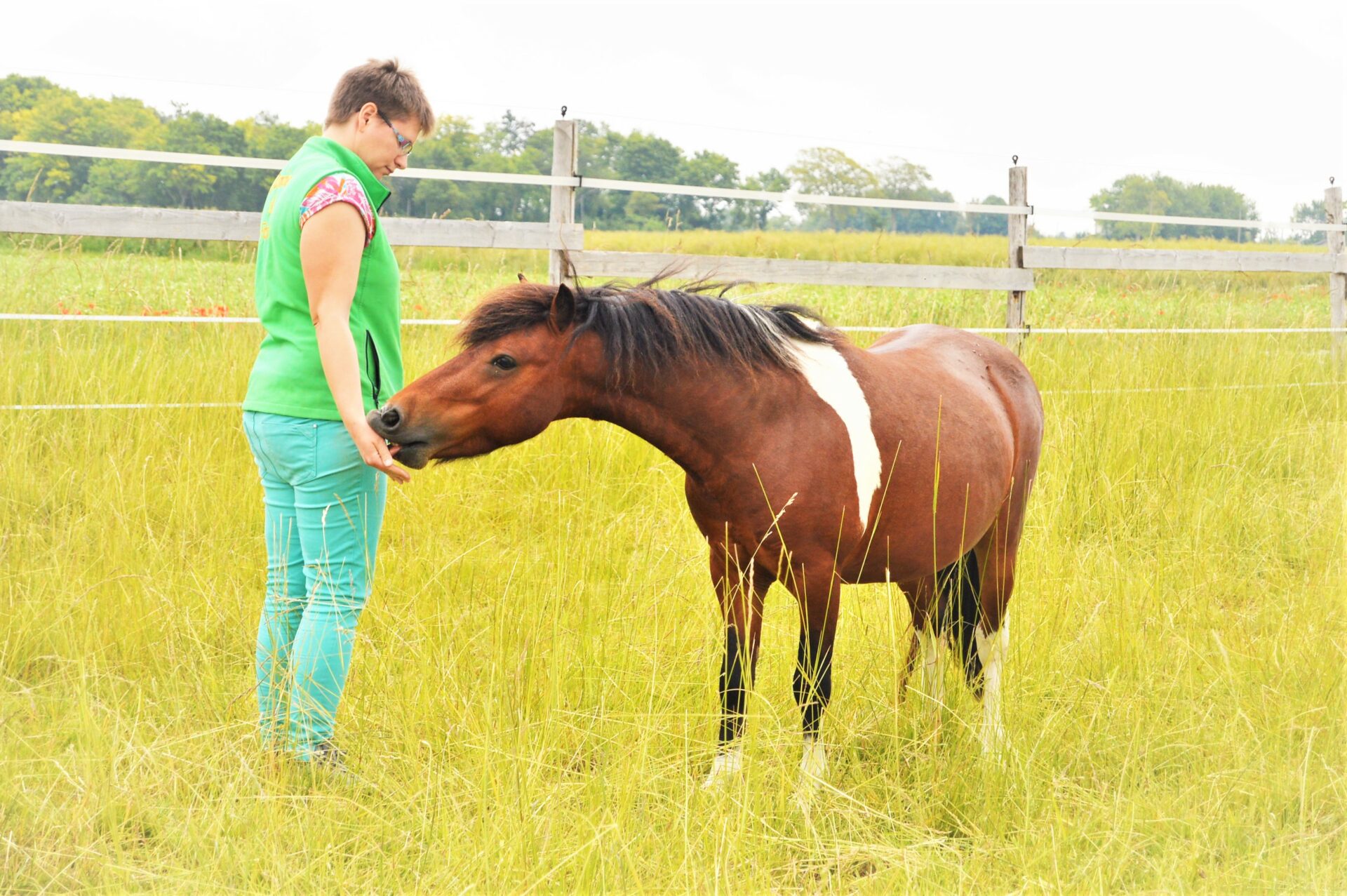 Un petit poney pie bai prend une récompense dans la main d'une humaine habillée en vert et bleu, sur fond d'herbe