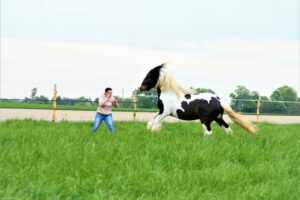 Un cheval Irish cob pie arrive vite face à une femme qui lève les mains