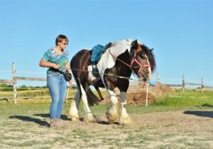 Cheval Irish Cob qui frustre en tentant de croquer une cible devant lui, tenue par son humaine à gauche