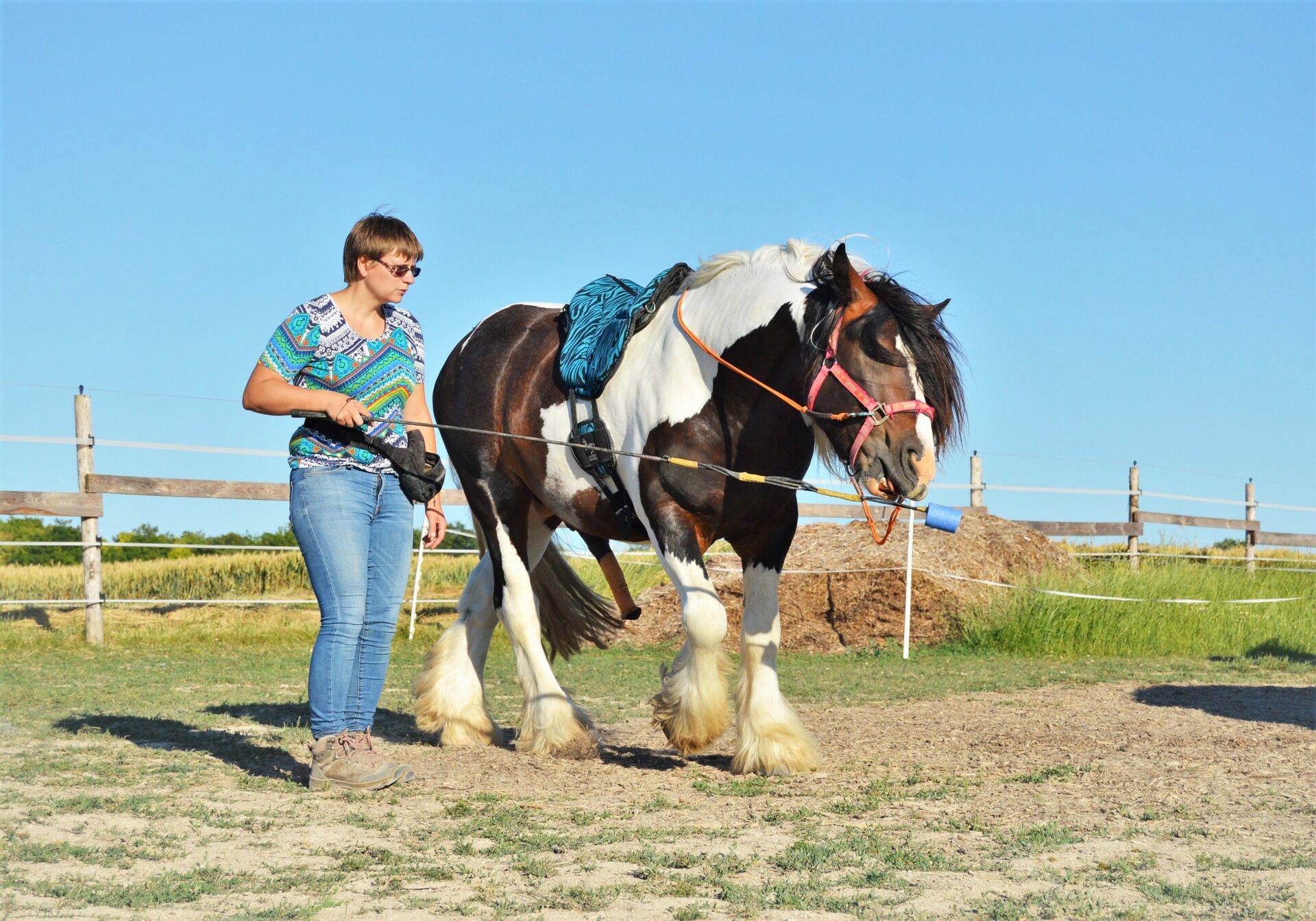 Cheval Irish Cob qui frustre en tentant de croquer une cible devant lui, tenue par son humaine à gauche