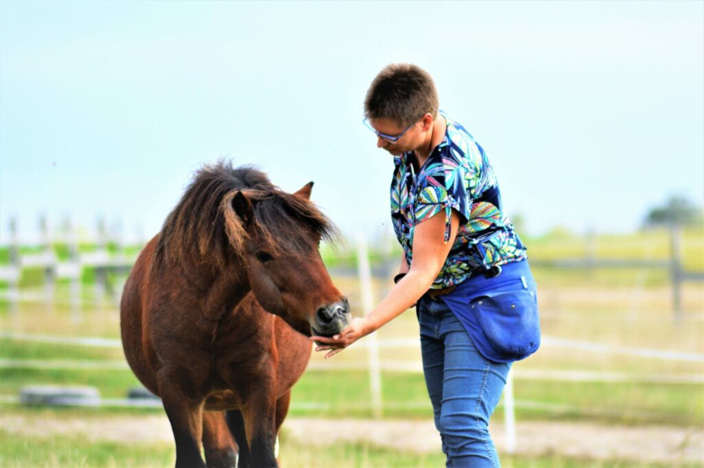 Un poney pie bai tend le nez pour prendre une récompense dans la main de l'humaine à sa droite