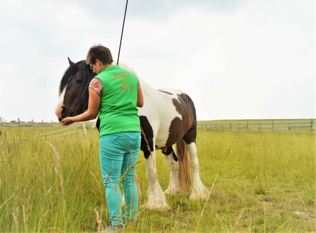 Un Irish Cob pie bai mange calmement une friandise dans la main de son humaine